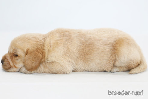 成約済の神奈川県のミックス犬-316602の2枚目